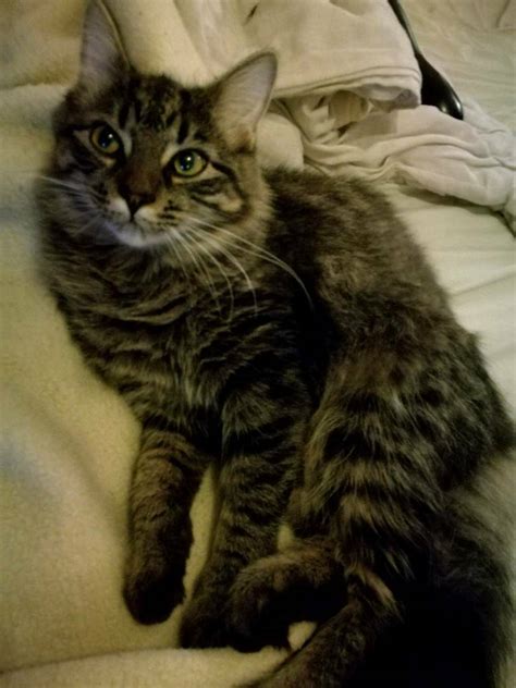 Fluffy Female Tabby Cat Looking For A Good Home In