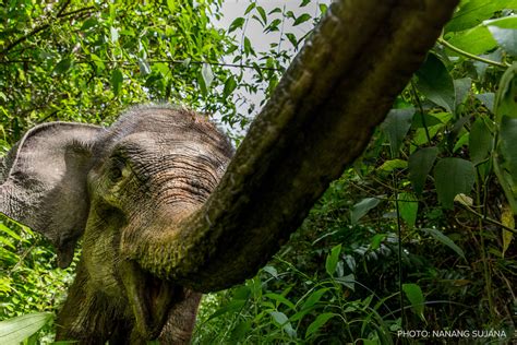 The Elephant Bridge The Understory Rainforest Action Network