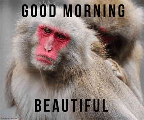 35 Trends For Good Morning Beautiful Meme Monkey Major League Wins