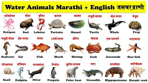Top 100 Sea Animals In Marathi