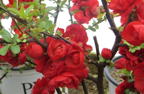 Check spelling or type a new query. Chaenomeles (Flowering Quince) - Double Take Scarlet ...