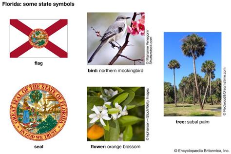 Florida State Symbols Kids Britannica Kids Homework Help