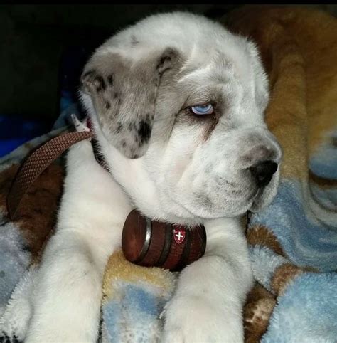 All our saint bernards have american kennel club (akc) registration with american, indian, and european (such as norwegian) bloodlines. Husky / St. Bernard...is that a face to die for? | Saint bernard husky mix, Cute dogs, Puppies