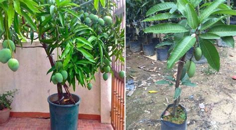 Bibit durian dimasukan kedalam lubang tanam dengan posisi yang tegak, selanjutnya tutup kembali dengan tanah hasil galian sampai batas pangakal batang bibit durian. Cara Betul Tanam Pokok Mangga Dalam Pasu Supaya Dapat ...