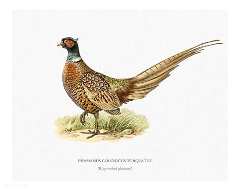Ring Necked Pheasant Phasianus Colchicus Torquatus Illustrated By The Von Wright Brothers