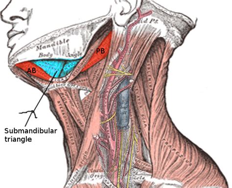Anatomy Head And Neck Submandibular Gland Article
