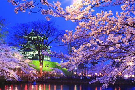 The Best Cherry Blossoms By Night Takada Castle Jw Web Magazine