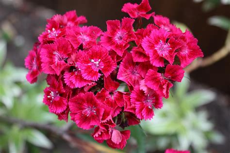 Purple heart is native to mexico grows to heights of 1 to 1½ feet tall and wide. heart shaped flower by Noddey on DeviantArt
