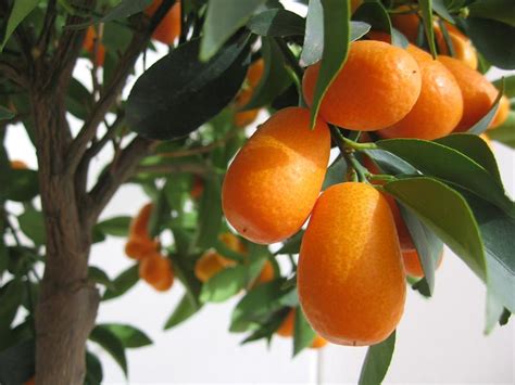 Check spelling or type a new query. Le Ricette di Esmeralda e Rosa: Liquore di kumquat ...