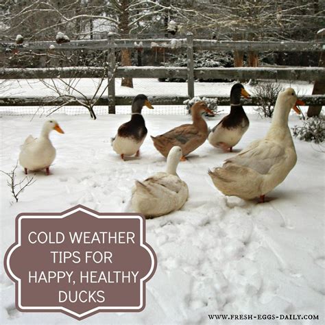 If you tell someone you have ducks, they immediately envision white, chubby cheeked pekin ducks. Fresh Eggs Daily®: Cold Weather Tips for Winter Duck Care ...