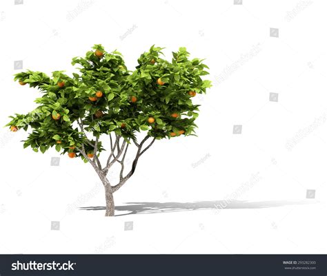 Orange Tree On White Background Stock Photo 293282300 Shutterstock
