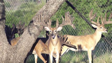 Xx16 Double Dime Whitetails Texas Whitetail Deer Breeder Youtube