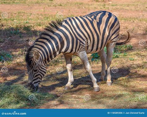 A Zebra Stallion Standing In The Shade Stock Photo Image Of African