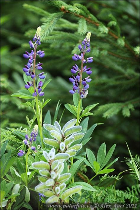It is in flower from july to august, and the seeds ripen from july to october. Lupinus polyphyllus Pictures, Bigleaf Lupine Images ...