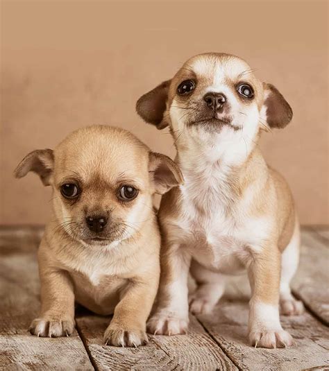 Chi chi lived 10 years.then after i got married we bought a black female chihuahua named cheewhee who lived 17 and a half years. Male chihuahua names | Dogs, breeds and everything about ...