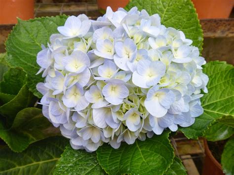 Nama bunga seperti angka jam. Mrs Jay's Blog: Percutian ke Cameron Highlands (Day 1, Part 3)