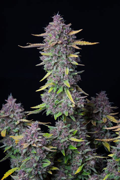 Purple Punch Automatic Fast Buds Cabbanis