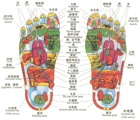 Tcm Diagnosis Foot Reflexology Dec 9th • Oriental Medical Care