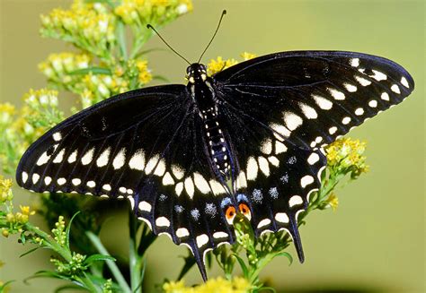 Black Swallowtail Butterfly Photograph By Millard H Sharp Pixels