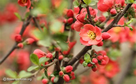 A very compact hybrid flowering quince, chaenomeles x superba 'texas scarlet' is a small, spreading, deciduous shrub with abundant clusters of fiery red flowers, up to 1.5 in. chaenomeles-speciosa.jpg (1680×1050) japanese flowering quince