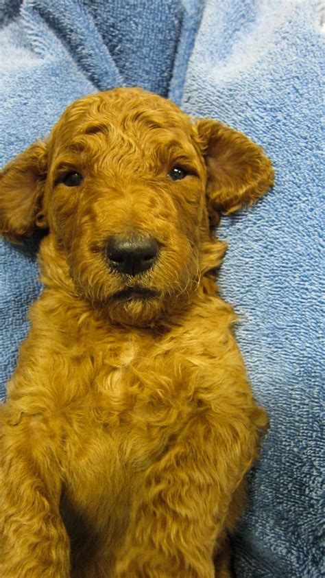 Puppies are curious little creatures, and may not know how to swim. Colorado Red Royal Standard Poodles - This little girl ...