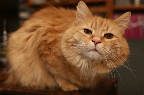 Havahart feral cat trap rescue kit (#1099). How to Deal With Pregnant Feral and Stray Cats