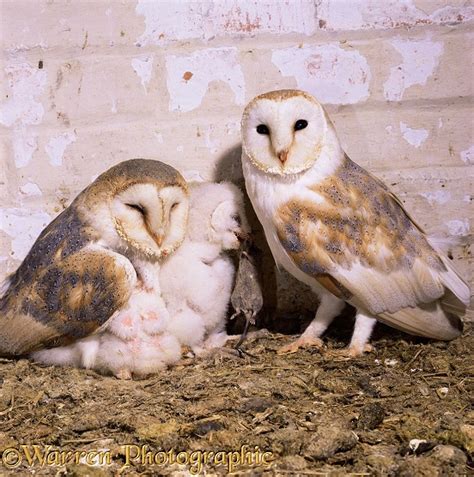 Barn Owls In Nest Photo Wp11546