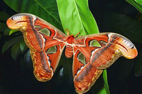 40 Different Types Of Moths Everything Moth Species Plantsnap