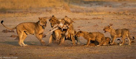 Lion Evolution According To Genome Sequencing Africa Geographic