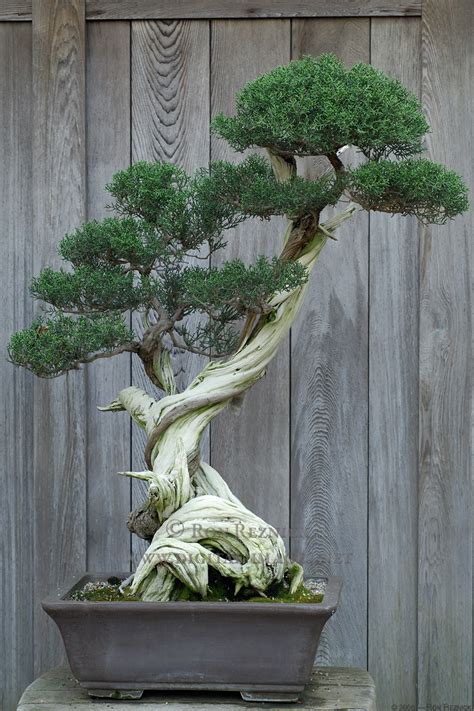 Outsider Japan Bonsai Techniques And Pictures