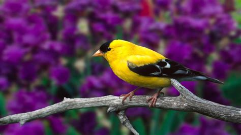 The great collection of beautiful birds wallpapers for desktop for desktop, laptop and mobiles. bird, Animal, Beautiful, Wild, Wings, Exotic, Birds ...