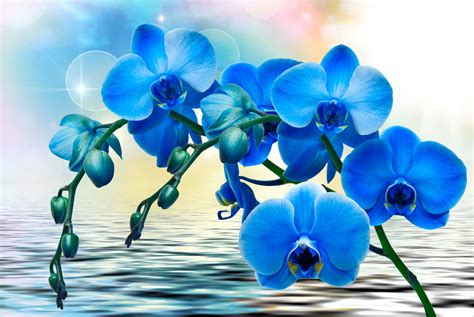 Blue Orchids 4k Ultra Hd Wallpaper Background Image 3872x2592 Id