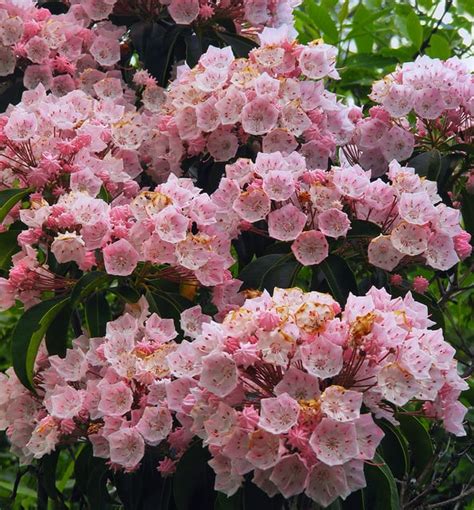 How To Grow Mountain Laurel Gardening Channel