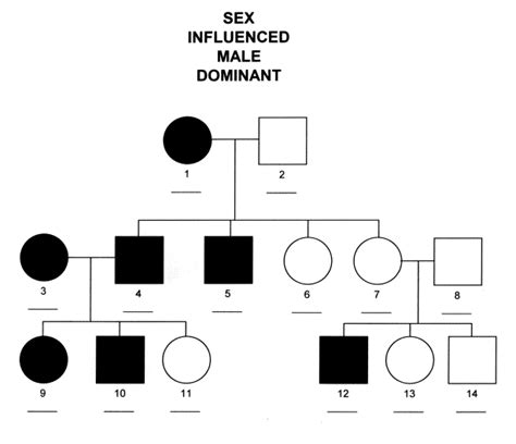 Sex Influenced Male Dominant Inheritance Michigan Genetics Resource