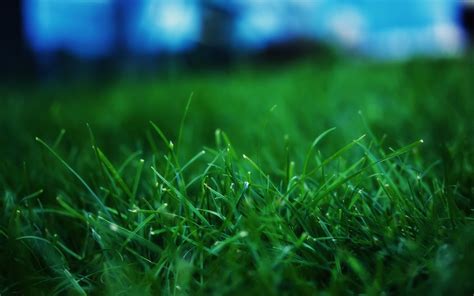 Wallpaper Grass Summer Lawn 2560x1600 Wallpaperup 736255 Hd