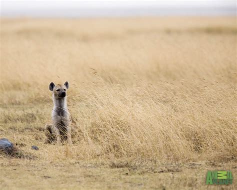 Hyena Pictures And Wallpapers Fun Animals Wiki Videos