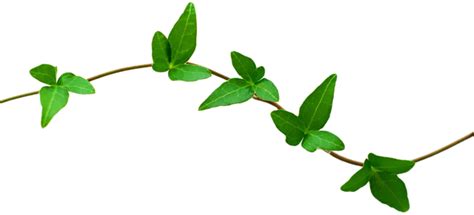 Nature Transparent PNG | PNG Mart