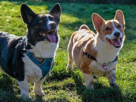 Cardigan Welsh Corgi Breed Information Guide Quirks Pictures