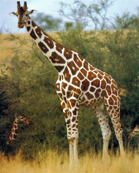 Giraffe Giraffa Camelopardalis Image Only