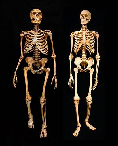 Neanderthal Modern Humans Human Skeleton Compared Differences