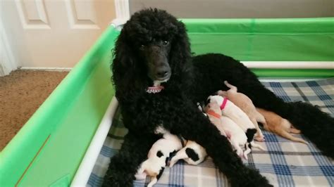 Thus we do not have enough time for preparation. Standard poodle Gabbana with her 3 day old puppies. - YouTube