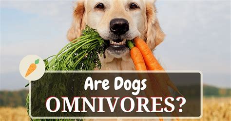 Are Dogs Omnivores Or Carnivores Dog Food Heaven
