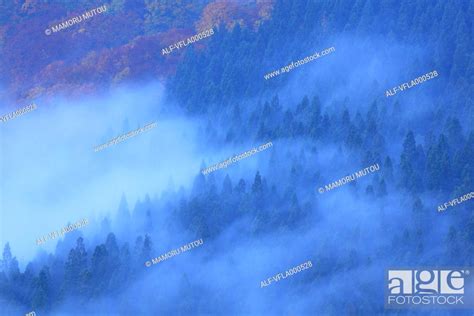 Fog Rising From Lush Forest Treetop Stock Photo Picture And Royalty