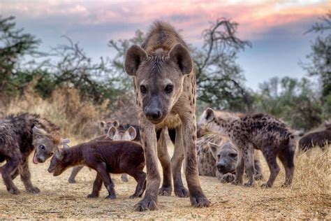 Generally Hyenas Give Birth To 1 Or 2 Pups And If They Are Opposite Genders The Male Will