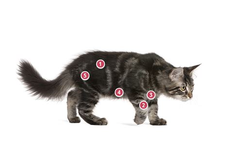 Maine Coon Cat Insurance - Facts, Info & Advice - Tesco Bank