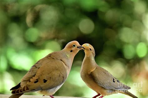 Mourning Dove Mating Kissing Continues Photograph By Bipul Haldar