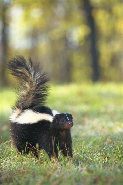 10 Ways To Stop Skunks From Digging Up Lawn