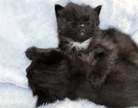 Pin By Nunui Sunshine On Project To Love Kittens Cutest Cats Kitten