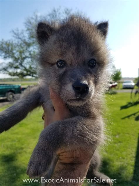 Wolf Hybrid Puppies For Sale Leopikol