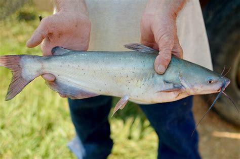 Harvest Select Us Farm Raised Channel Catfish